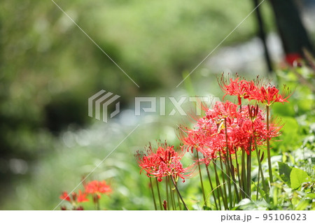 京都大原の曼珠沙華 95106023