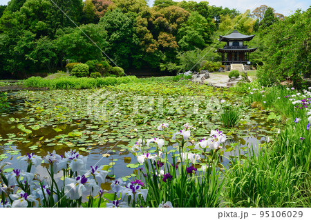 勧修寺 花菖蒲と睡蓮と観音堂(京都市山科区) 勧修寺 花菖蒲と睡蓮と観音堂(京都市山科区) 95106029