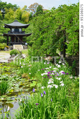 勧修寺 観音堂と花菖蒲と睡蓮（京都市山科区） 95106075