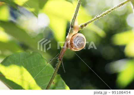 ニッポンマイマイ 95106454