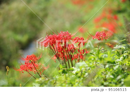 京都大原の曼珠沙華 京都大原の曼珠沙華 95106515