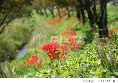 京都大原の曼珠沙華 95106516