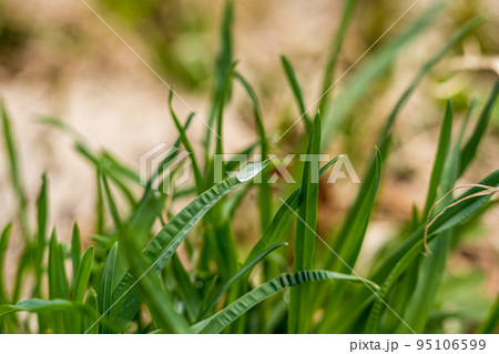 春の野草と露 95106599
