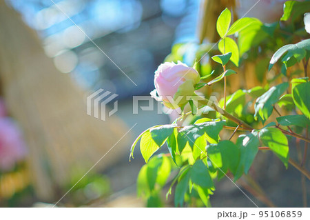 雪囲いの中の冬牡丹 95106859