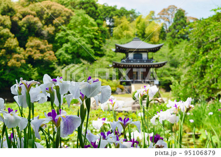 勧修寺 観音堂と花菖蒲（京都市山科区） 95106879