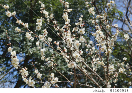 梅林 梅林 95106913