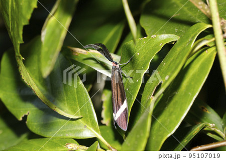 ホタルガ ホタルガ 95107019