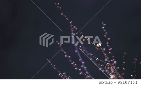 梅の蕾 梅の蕾 95107151