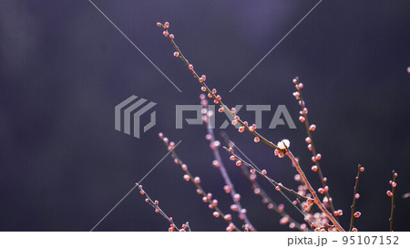 梅の蕾 梅の蕾 95107152