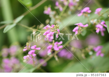 葛の花 95107563