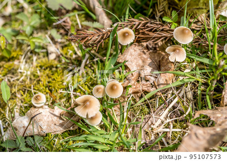 春の光に照られされる山中のクヌギタケ 95107573