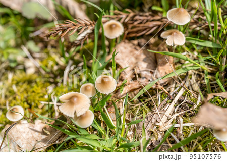 春の光に照られされる山中のクヌギタケ 春の光に照られされる山中のクヌギタケ 95107576