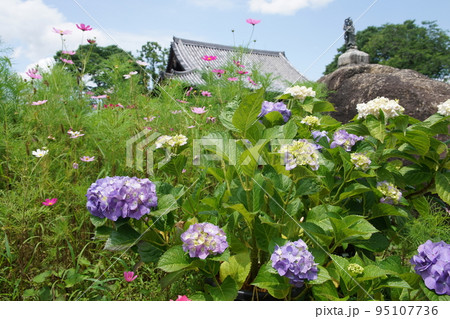 奈良の般若寺の夏コスモスと紫陽花 95107736