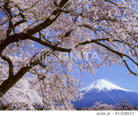 静岡県　富士宮市　興徳寺境内の桜と富士山 95108037