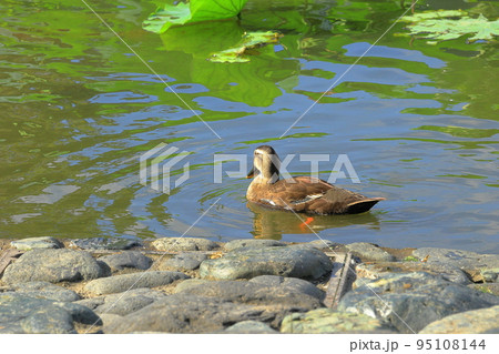 池で泳ぐ鴨 95108144