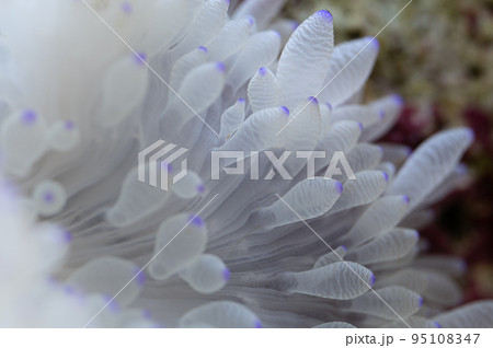 シライトイソギンチャク シライトイソギンチャク 95108347