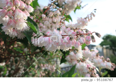 薄いピンク色したサラサウツギ の花が満開 95108767