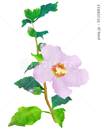 夏の花ムクゲのイラスト 夏の花ムクゲのイラスト 95108833
