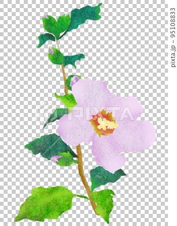 夏の花ムクゲのイラスト 夏の花ムクゲのイラスト 95108833