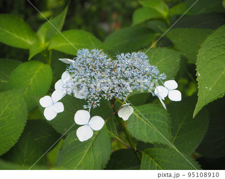 甘茶 アマチャ 甘茶 アマチャ 95108910