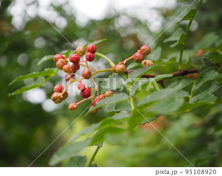 華北山椒 カホクザンショウ 華北山椒 カホクザンショウ 95108920