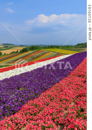 北海道美瑛_四季彩の丘の風景 95109163