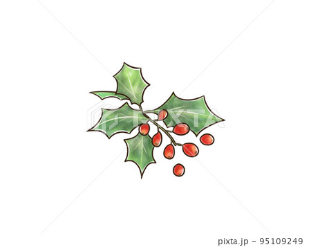 クリスマスのヒイラギ 水彩リアルのイラスト素材 [95109249] - PIXTA