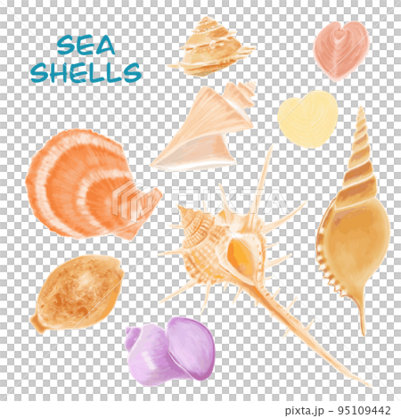 Seashell illustration Seashell illustration 95109442