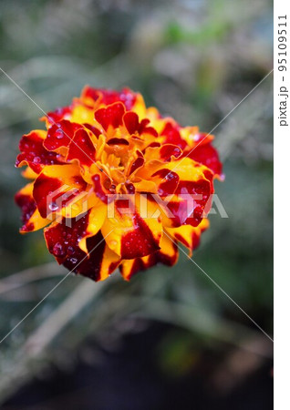鮮やかなオレンジ色のマリーゴールドの花 鮮やかなオレンジ色のマリーゴールドの花 95109511