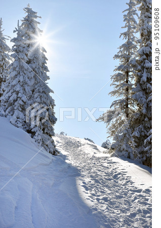 Snowy path in the forest 95109608