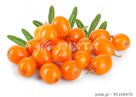 Sea buckthorn. Fresh ripe berry isolated on white background macro 95109970