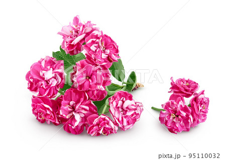 Blooming branch of hawthorn isolated on white background. Crataegus Pauls Scarlet. 95110032