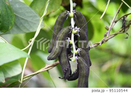 ムクナ豆の果実 95110544
