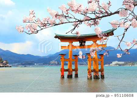 Branch of the blooming sakura with pink flowers and Torii gate, Itsukushima Shrine, Miyajima island, Hiroshima prefecture, Japan 95110608