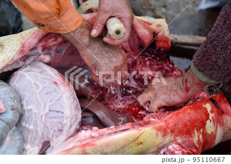 Slaughterman cutting off the chitterlings of a pig Slaughterman cutting off the chitterlings of a pig 95110667