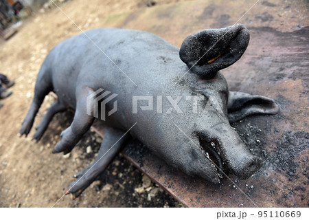 Slaughtered pig. Burned pig prepared for traditional butchering 95110669