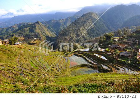Terraced rice field in Northern Vietnam 95110723