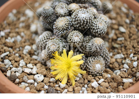 サボテン　ラウイ　コピアポアラウイ　コピアポア　サボテンの花 95110901