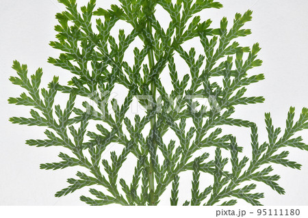 ヒノキ（檜）の葉と葉脈 95111180