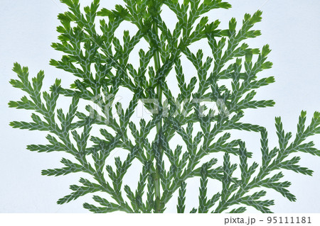 ヒノキ（檜）の葉と葉脈 95111181