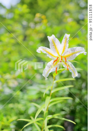 夏の森に咲く美しい山百合 95111858