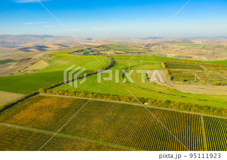 Aerial view of vineyard Aerial view of vineyard 95111923