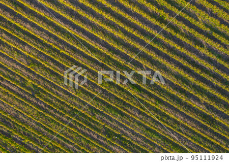 Vineyard drone shot, aerial view from above Vineyard drone shot, aerial view from above 95111924