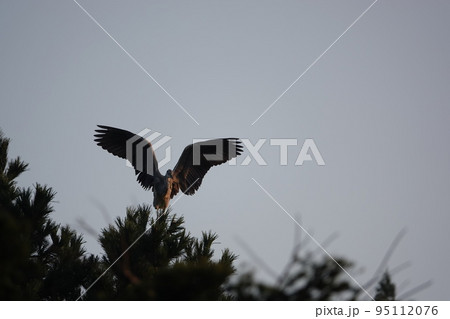 朝日に照らされるアオサギ 95112076