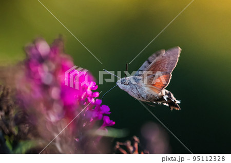 Hummingbird hawk-moth (Macroglossum stellatarum) feeding nectar. Hummingbird hawk-moth (Macroglossum stellatarum) feeding nectar. 95112328