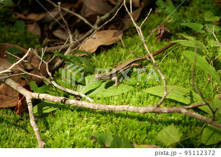 三倉岳のトカゲ 95112372