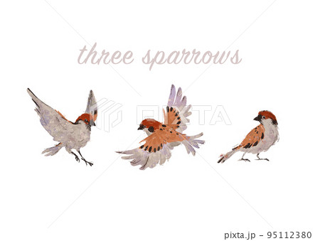 Collection of three sparrows fly sit isolated. Watercolor hand drawn illustration. Collection of three sparrows fly sit isolated. Watercolor hand drawn illustration. 95112380