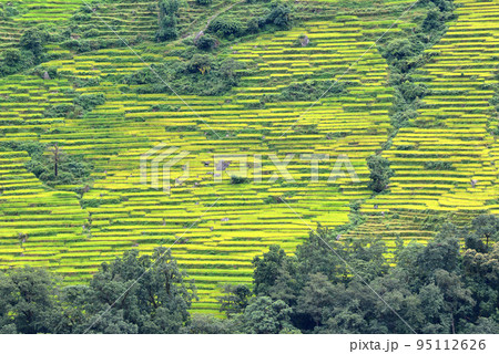 Terrace rice fields in Nepal 95112626