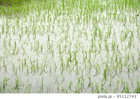 Rice fields in Ninh Binh Rice fields in Ninh Binh 95112743