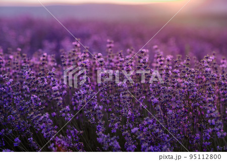 Blooming lavender in a field at sunset in Provence. Fantastic summer mood, floral sunset landscape of meadow lavender flowers. Peaceful bright and relaxing nature scenery. Blooming lavender in a field at sunset in Provence. Fantastic summer mood, floral sunset landscape of meadow lavender flowers. Peaceful bright and relaxing nature scenery. 95112800